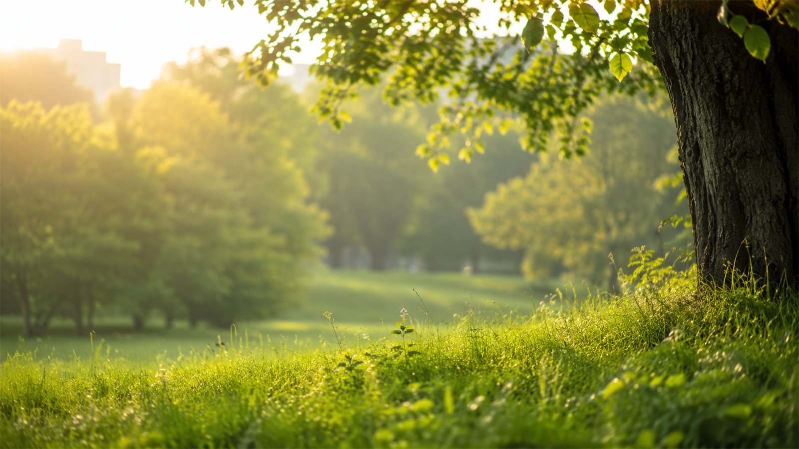 Lush green parkland with a mature shade tree and open grass at golden hour